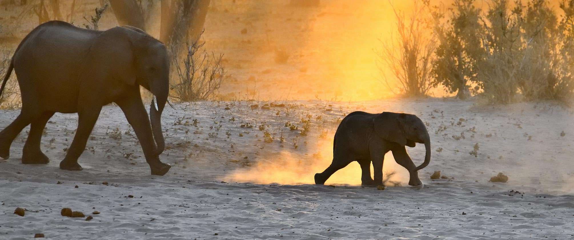 Safaris